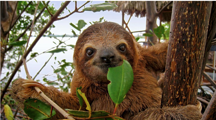 South American sloth
